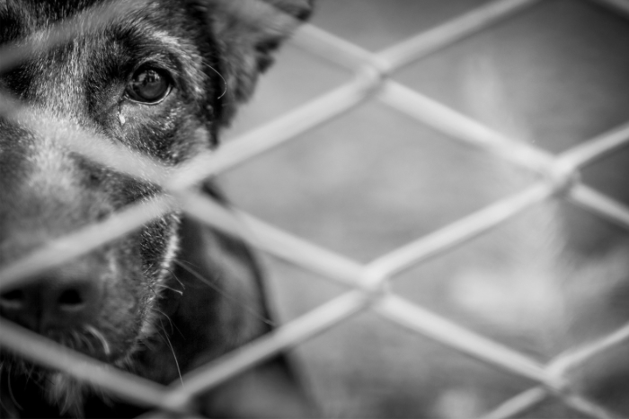 The Anti-Cruelty Project